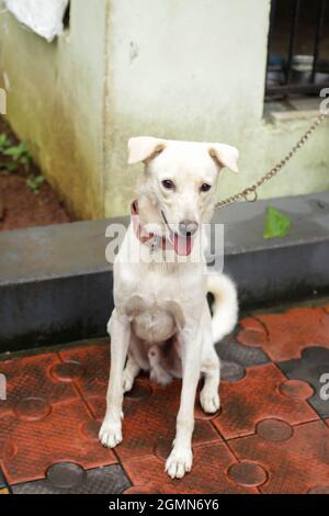 Indian pariah dog fashion and labrador mix