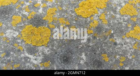 Yellow and gray grunge background. Dust overlay distress texture. Dirty splattered abstract design element. Vector illustration. Grungy effect Stock Vector