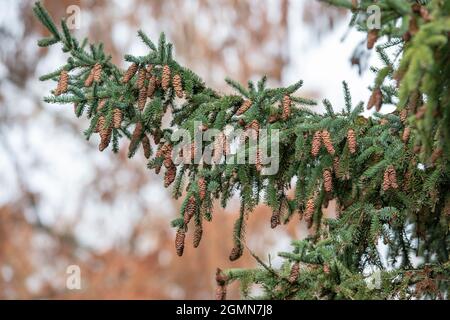 cat spruce, skunk spruce, white spruce, dwarf Alberta spruce (Picea glauca), cones on a branch Stock Photo