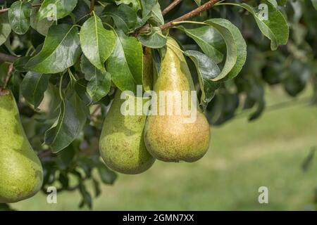 Common pear (Pyrus communis 'Concorde', Pyrus communis Concorde), pear on a tree, cultivar Concorde Stock Photo