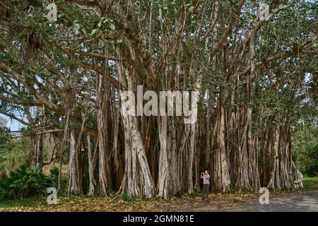 Curtain Fig Tree (Ficus virens), visitor takes a photo of the grove of a Curtain Fig Tree in a park near Cienfuegos, Cuba, Cienfuegos Stock Photo