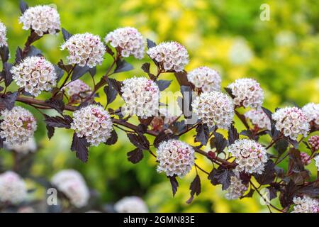 eastern ninebark (Physocarpus opulifolius 'Summer Wine', Physocarpus opulifolius Summer Wine), blooming, cultivar Summer Wine, Germany Stock Photo