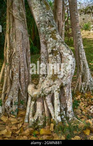 Curtain Fig Tree (Ficus virens), aerial roots become normal roots, Cuba, Cienfuegos Stock Photo