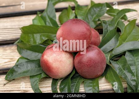 peach (Prunus persica 'Snowdrop', Prunus persica Snowdrop), peaches of cultivar Snowdrop Stock Photo