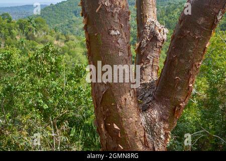 gumbo-limbo, copperwood, chaca, turpentine tree (Bursera simaruba), Trunk with chipping bark, Kuba / CUB, Artemisas, Sierra de la Rosario