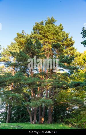 Scotch pine, Scots pine (Pinus sylvestris), group at the nature park Feldberger Seenlandschaft, Germany, Mecklenburg- Stock Photo