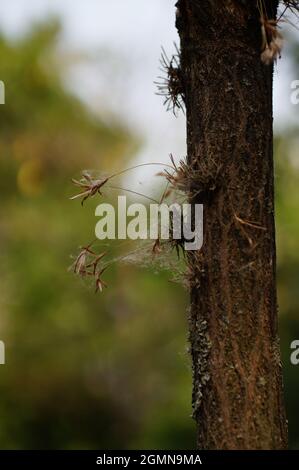 Macro shot of tiny vascular plants on the branch of a tree Stock Photo