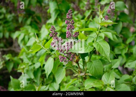 Young purple flower buds on branches of a lilac bush in spring. Stock Photo