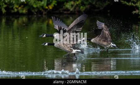 Three Canada Geese (Branta canadensis) taking off from a lake in Kent Stock Photo