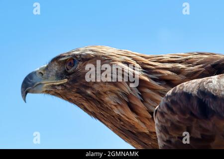 The steppe eagle (Aquila nipalensis) is a bird of prey. Like all eagles, it belongs to the family Accipitridae. Stock Photo