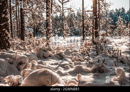 The plant sprouts from under the snow. In the winter forest, spring is gradually coming. Plants sprouting form whimsical balls on the ground. Stock Photo
