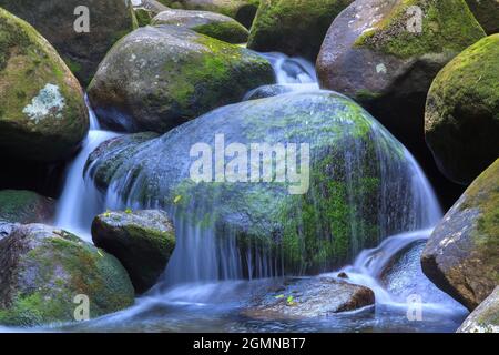 A curtain of water cascades over a mossy boulder. Photographed in the New Zealand forest Stock Photo