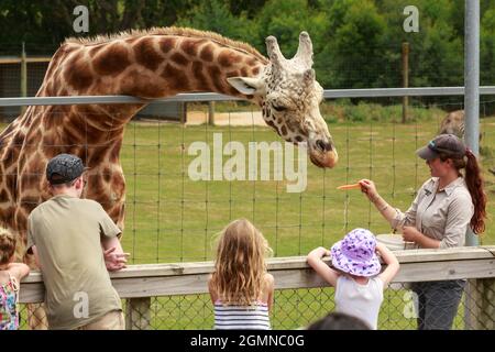 A female zookeeper hand-feeding a giraffe. Hamilton Zoo, Hamilton, New Zealand Stock Photo