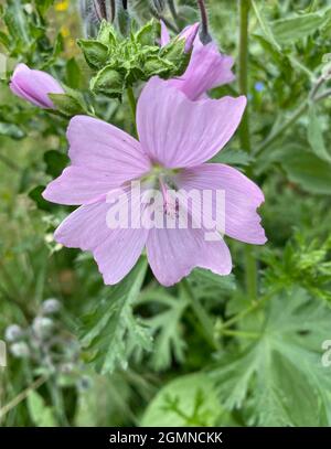 MUSK MALLOW  Malva moschata. Photo: Tony Gale Stock Photo