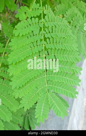 SELECTIVE FOCUS ON GREEN PEACOCK TREE LEAF ISOLATED WITH GREEN BLUR BACKGROUND IN THE PARK. Stock Photo