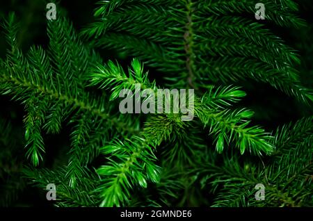 Close up of NORFOLK ISLAND PINE plant's leaves isolated with green blur background in morning sunlight in the park. It's also known as star pine. Stock Photo