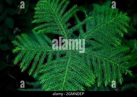 Close up of NORFOLK ISLAND PINE plant's leaves isolated with green blur background in morning sunlight in the park. It's also known as star pine. Stock Photo