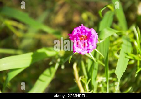 selective focus image of PORTULACA GRANDIFLORA with green leaves isolated with blur background in the morning sun light. Stock Photo