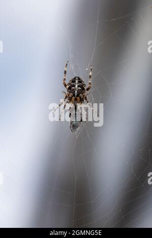 European garden spider in a web wrapping a greenbottle fly Stock Photo