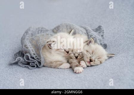 Ragdoll kitten photos newborn style Stock Photo