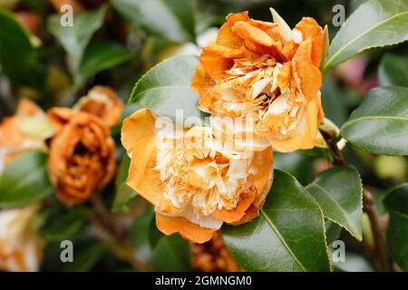 Frost sensitive camellia blooms damaged by freezing weather conditions in spring. UK Stock Photo