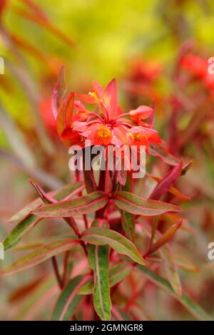Euphorbia griffithii 'Dixter' displaying characteristic clusters of orange flowers in early summer. UK spurge 'Dixter' Stock Photo