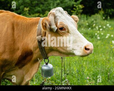 A brown cow with a light head in close-up. Side view. There is a bell hanging around her neck. Concept of cattle development Stock Photo