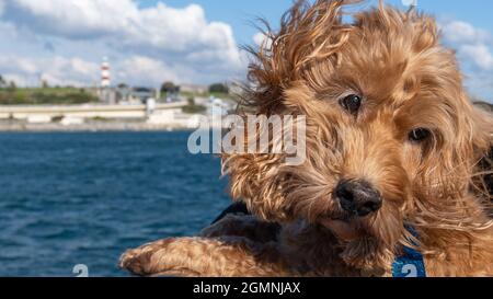 Cockerpoo Dog on a boat with Plymouth in the background Stock Photo