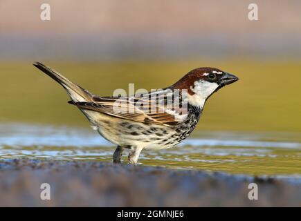 Spanish Sparrow - Passer hispaniolensis Stock Photo