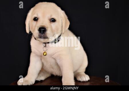 Labra store dog puppy