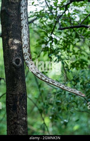Python molurus or Indian rock python hanging on tree in natural monsoon green background at ranthambore national park rajasthan india Stock Photo