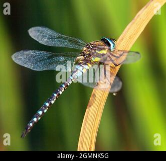 Dragonfly blue and green colored on grass on green background beautiful insect animal Stock Photo
