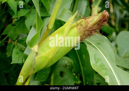 closeup the green ripe corncob growing with plant and leaves over out of focus green background. Stock Photo