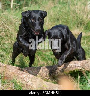 black labrador retrievers jumping over a log Stock Photo