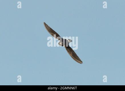 Little Swift - Apus affinis Stock Photo