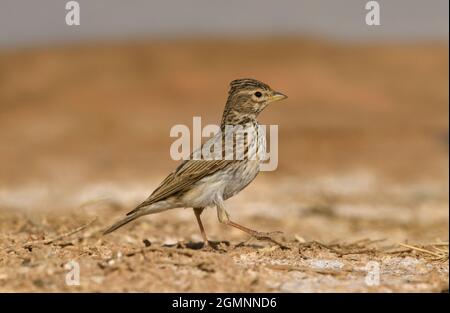 Lesser Short-toed Lark - Calandrella rufescens Stock Photo