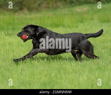 black Labrador retriever carrying  a training dummy