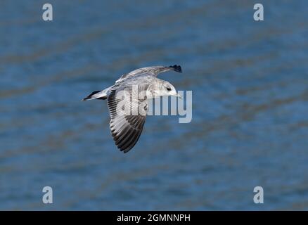 Common Gull - Larus canus Stock Photo