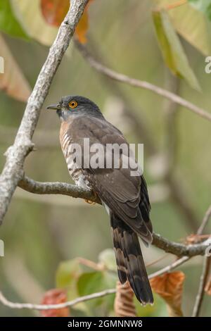 The common hawk-cuckoo, Hierococcyx varius, popularly known as the brainfever bird, Ryshop, West Bengal, India Stock Photo