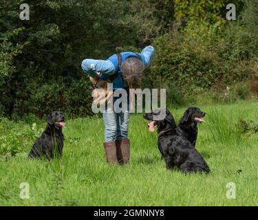 Dog trainer and three labradors Stock Photo