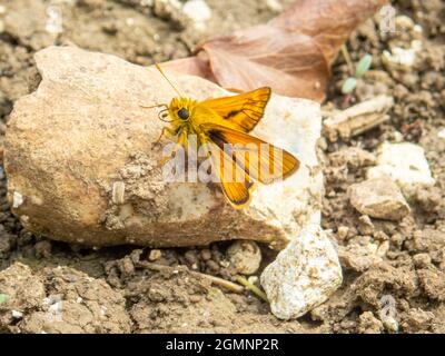 Large Skipper, Ochlodes sylvanus, colourful butterfly, resting on a stone, Wield, Hampshire, UK Stock Photo