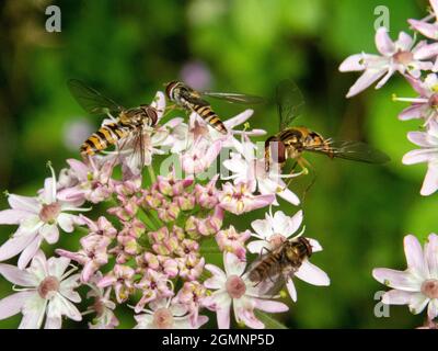 Hoverfies pollinating flowers, Wield, Hampshire, UK Stock Photo