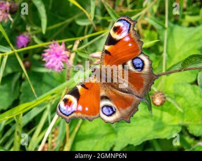 Peacock butterfly, Aglais io, basking in the sun open-winged with its distinctiive eyespots, which confuse predators, Alresford, Hampshire, UK Stock Photo