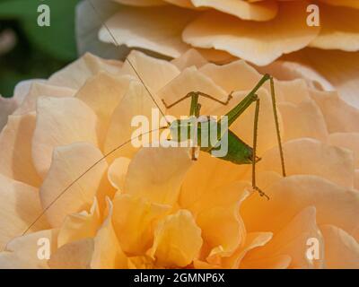 Tiny grasshopper on a petal, Wield, Hampshire, UK Stock Photo