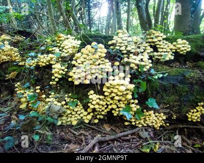 Sulphur Tufts, Hypholoma fasciculare, growing on a fallen tree at Noar Hill, in the South Downs National Park at Selborne, Hampshire, UK Stock Photo