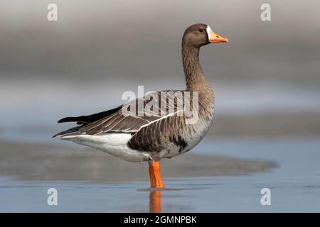 The greater white-fronted goose, Anser albifrons, Gajoldoba or Gojaldoba, West Bengal, India Stock Photo