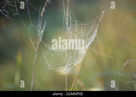 Giant spider web in a meadow of wild grasses. Stock Photo