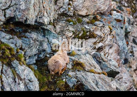An Alpine ibex (Capra ibex) on a steep rocky cliff at The Gornergrat, a rocky ridge of the Pennine Alps, south-east of Zermatt, Valais, Switzerland Stock Photo