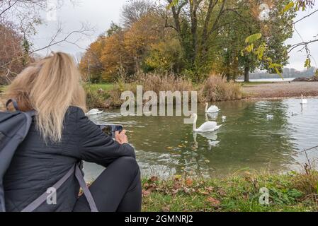Adult woman taking a photo with her phone to swans swimming on a pond. Concept of animals in nature. Stock Photo