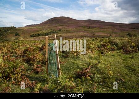 Juniper seedlings (Juniperus communis) being propagated to recolonise moorland, Hepple estate, Northumberland Stock Photo